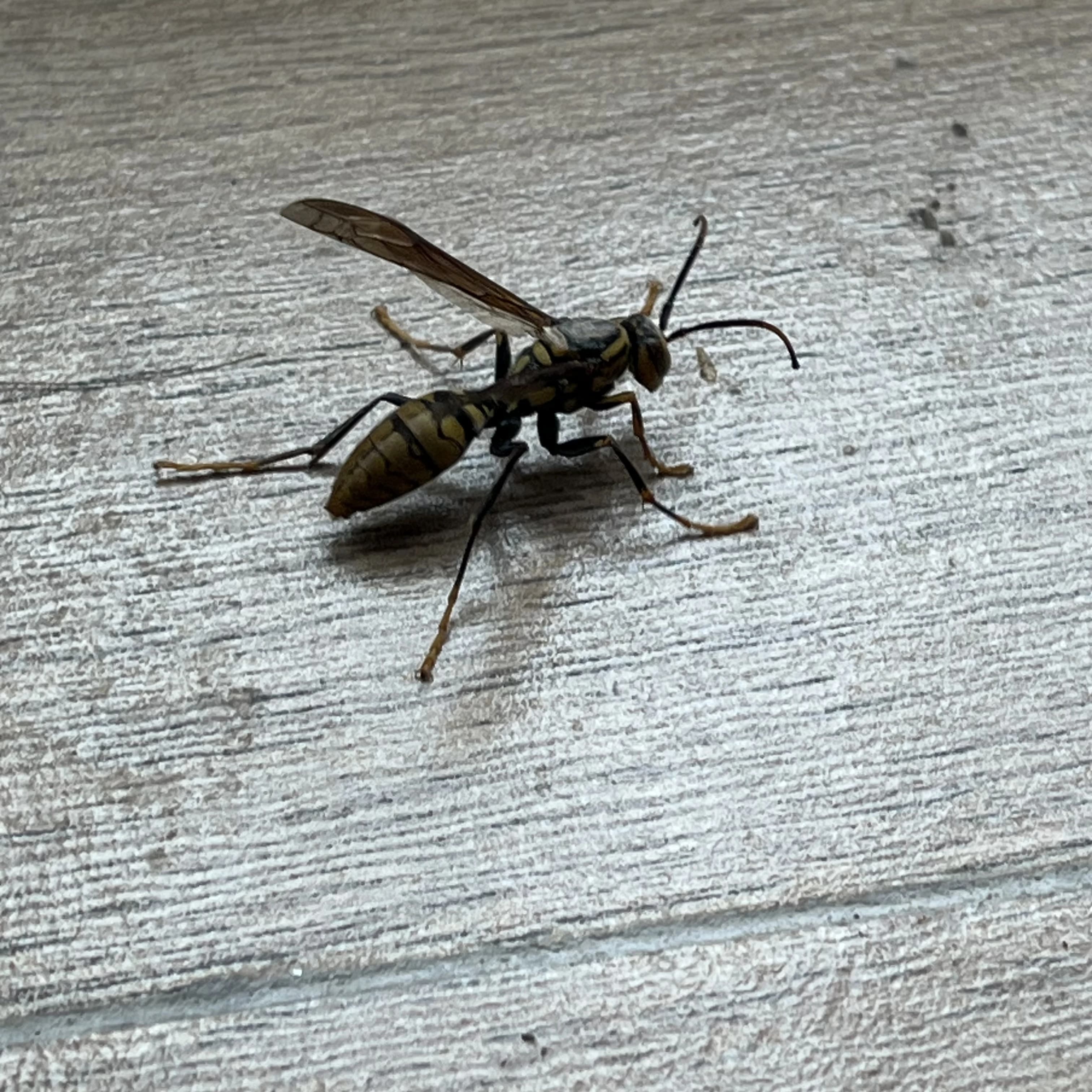 一只飞进我家的黄蜂